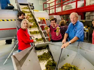 Smiling guests hold up fresh-picked grapes beside a sorting conveyor during harvest