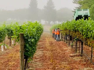 Harvest crew and a grape harvester at work between foggy vineyard rows