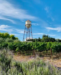 A historic water tower above rows of vines and lavender at a Russian River winery under a blue sky